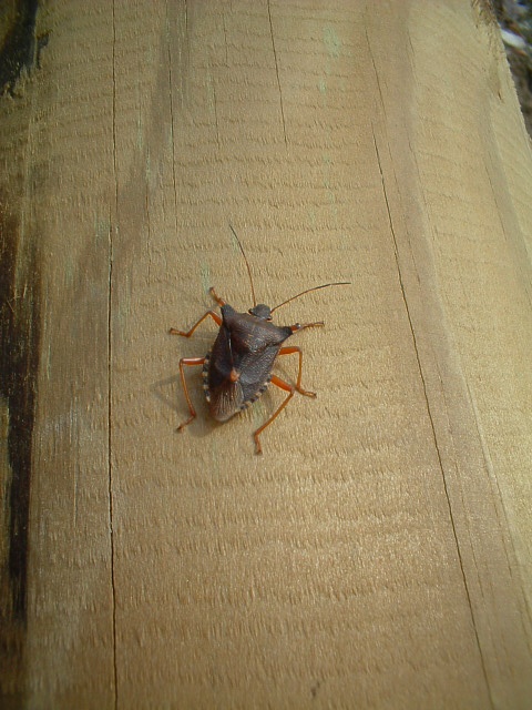 Pentatoma, Nezara, Palomena (Heteroptera, Pentatomidae)